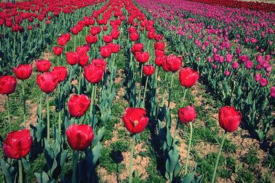 Red tulips blooming in field