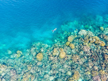 High angle view of coral swimming in sea