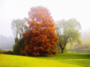 Scenic view of grassy field