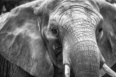 Close-up of elephant