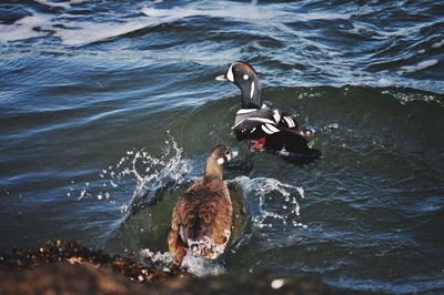 High angle view of duck swimming in lake