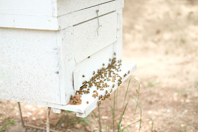 Honey bee beehive. bees house in garden