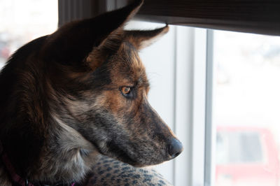 Close-up of a dog looking away