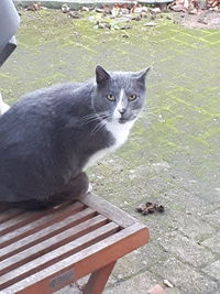 Close-up portrait of cat