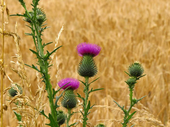 Close-up of thistle flowers on field