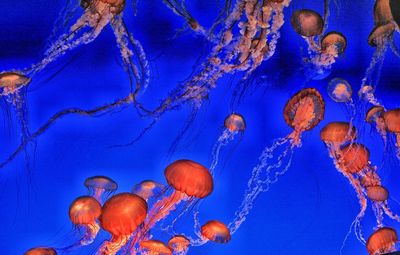 Close-up of jellyfish in sea