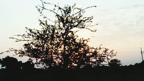 Silhouette tree against sky during sunset