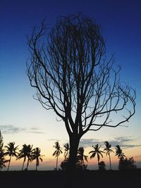 Silhouette of bare tree at sunset