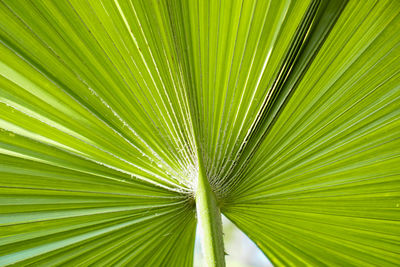 Full frame shot of palm leaves