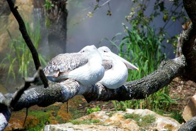 Close-up of birds perching on tree