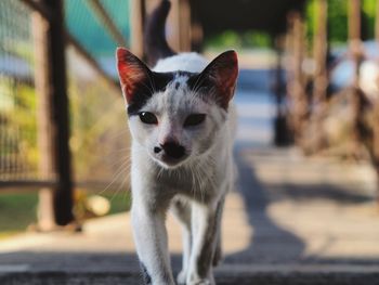 Portrait of cat standing outdoors