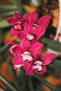 Close-up of flowers against blurred background