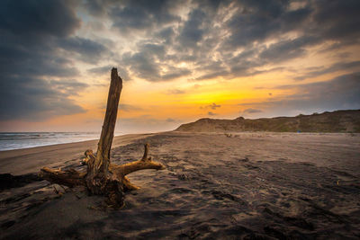 Driftwood on beach against sky during sunset