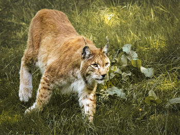 View of lynx on field