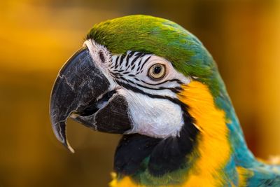 Close-up of parrot