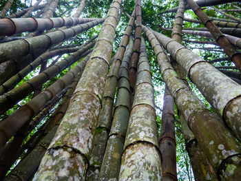 Low angle view of bamboo trees in forest