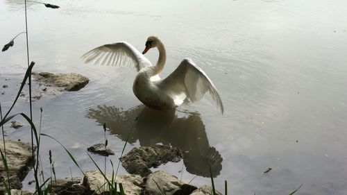 Swan swimming in lake