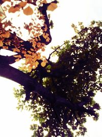 Low angle view of trees against sky