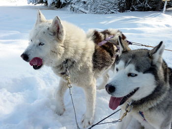 Siberian huskies on snow field