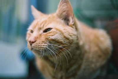 Close-up portrait of cat