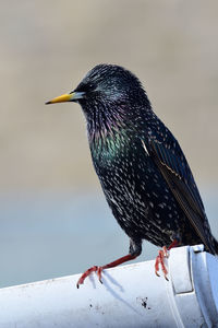 Portrait of a common starling 