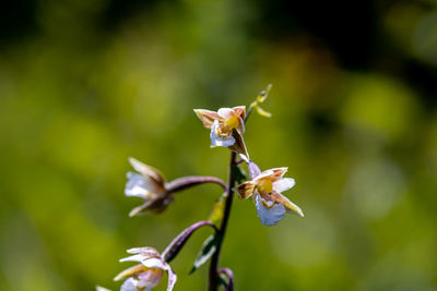 Close-up of flower on plant