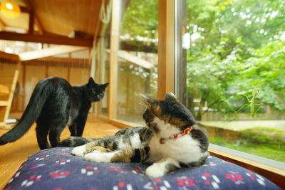 Cat resting on a window