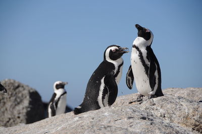 Penguins on rock against clear sky