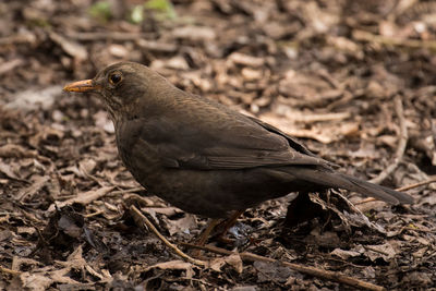 Close-up of bird perching on field