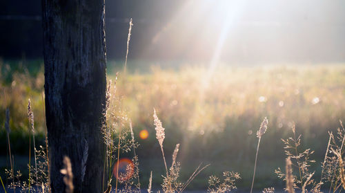 Close-up of plants growing on field during sunset