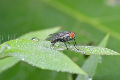 Close-up of insect on wet leaf