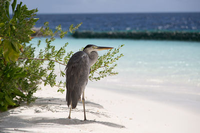 Bird perching on a beach