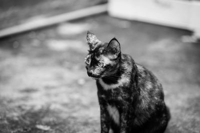 Close-up of a cat looking away