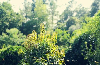 Close-up of yellow flowers against trees