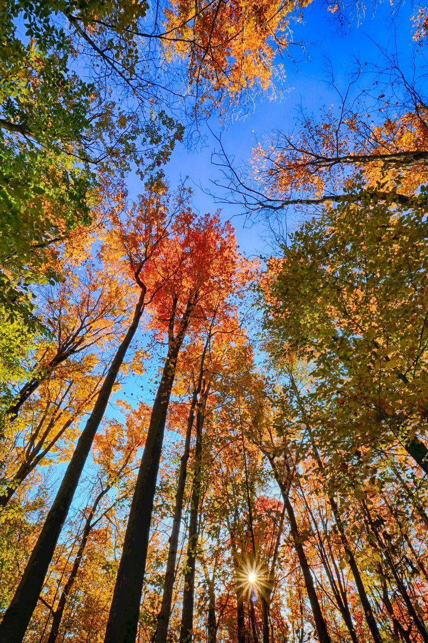 LOW ANGLE VIEW OF TREES AGAINST SKY DURING AUTUMN