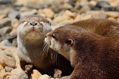 Otters relaxing in zoo