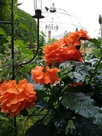 Close-up of orange flowers blooming outdoors