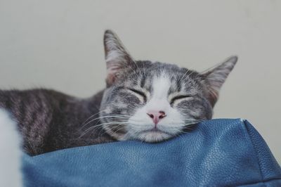 Close-up of cat sleeping