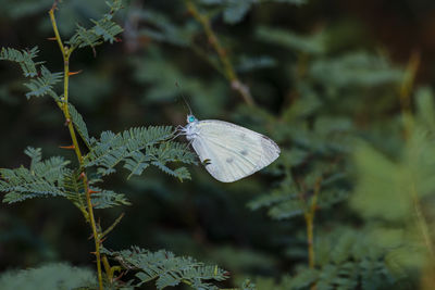 Close-up of butterfly on plant at the local nature reserve
