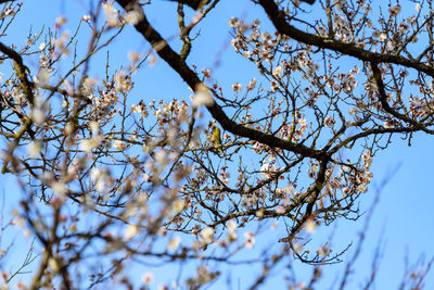 Low angle view of flowering tree against sky