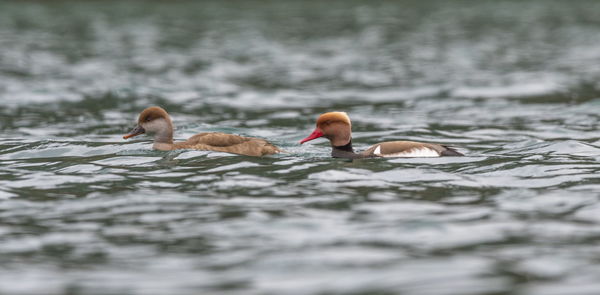 Female and male couple red-crested pochard ducks, netta rufina, floating on water