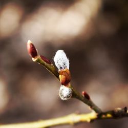 Close-up of twigs