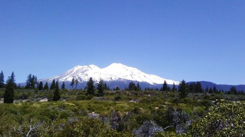 Scenic view of field by snow covered mountain against clear blue sky