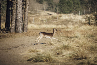 Deer hopping through a forest