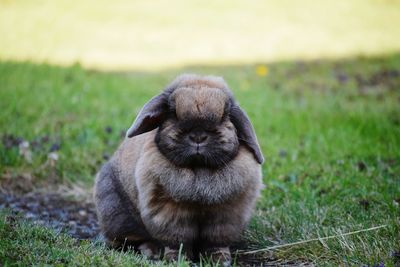 Dog standing on grassy field