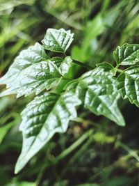 Close-up of fresh green plant