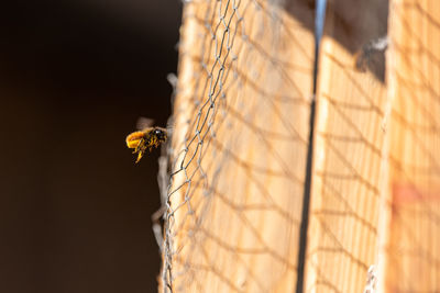 Close-up of flying bee