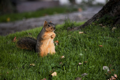 Close-up of squirrel on grass