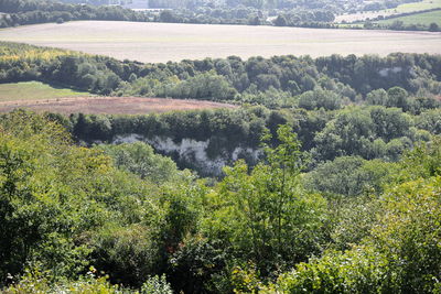 High angle view of trees growing on field