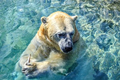 Portrait of lion in swimming pool